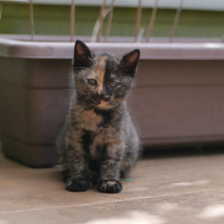 生後2ヶ月の野良子猫