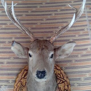 値下げ、鹿の剥製
