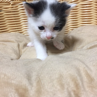 募集停止致します。沢山のご応募ありがとうございました。 - 猫
