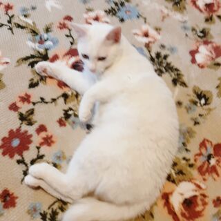 里親募集終了