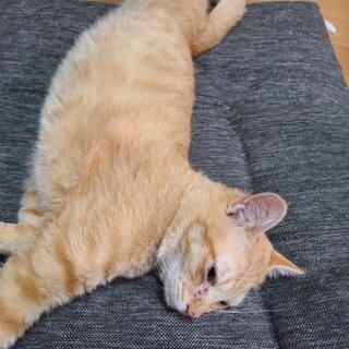 猫探しています。