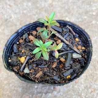 ヒソップ 植物苗 ハーブ 人気