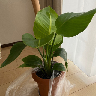 観葉植物 オーガスト ストレチア 60cm