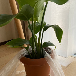 観葉植物 オーガスト ストレチア 60cmの画像