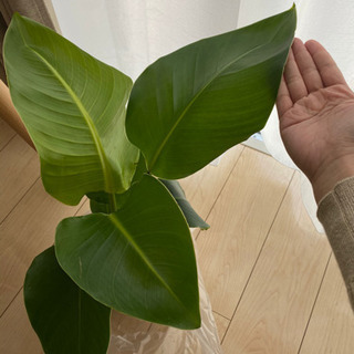 観葉植物 オーガスト ストレチア 60cmの画像