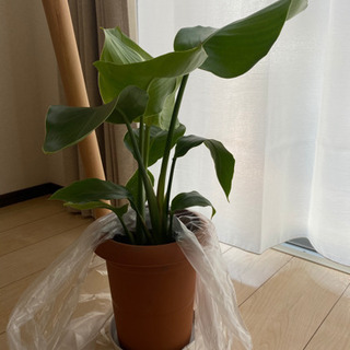 観葉植物 オーガスト ストレチア 60cmの画像