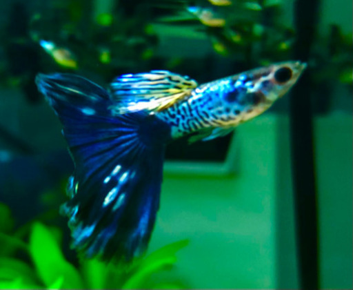 国産グッピー　ブルーテールコブラ若魚　1ペア　1000円