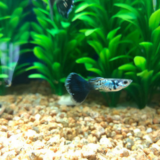 国産グッピー　ブルーテールコブラ若魚　1ペア　1000円の画像