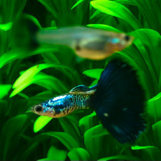 国産グッピー　ブルーテールコブラ若魚　1ペア　1000円の画像