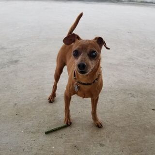 ミニチュアピンシャーの里親をお願いします
