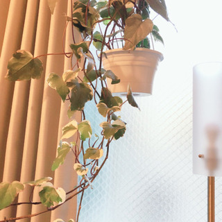 観葉植物　大きなアイビー　100cm　5号ハンギングプランター付き