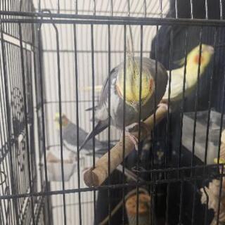 オカメインコ(3羽)