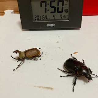 ☆受け渡し終了　良い評価100達成出品　クラビゲールタテヅノカブ...