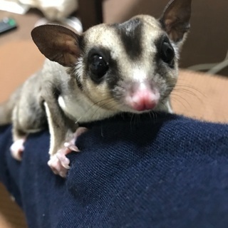 モモンガの里親
