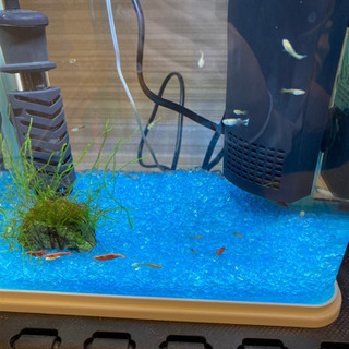グッピー稚魚