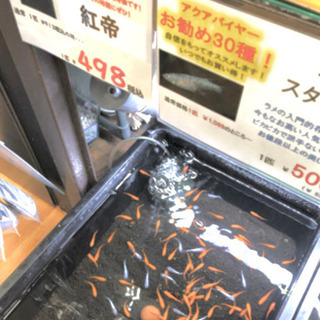 『紅帝』の画像