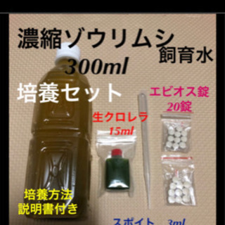 ゾウリムシの画像