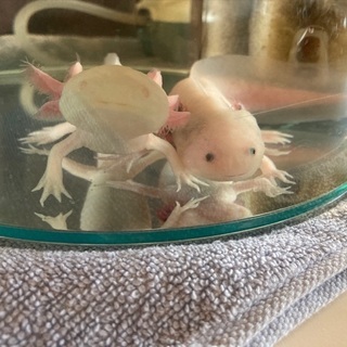 ウーパールーパー リューシ アルビノ