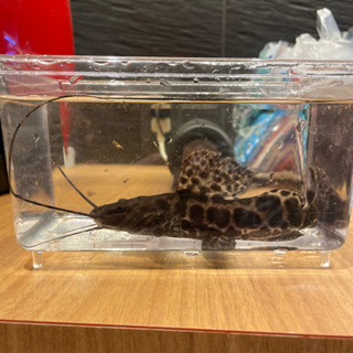 セルフィンキャット  20cm