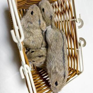 🐹ステップレミング販売中(^^)🐹