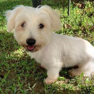 飼い犬の里親を探しております