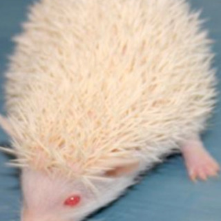 ハリネズミ