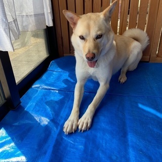 甘えん坊のボーロ - 犬