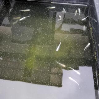 めだか各種②