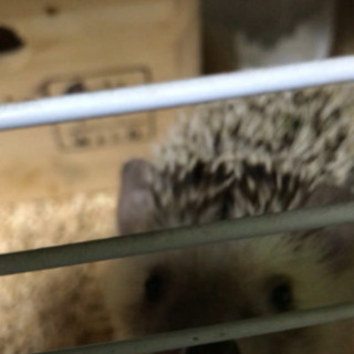 ハリネズミ　取り引き中
