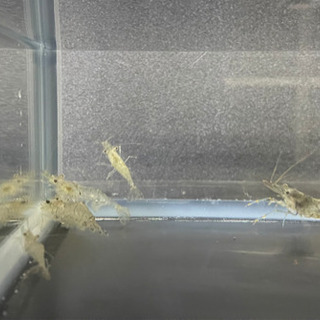 スジエビ🦐　【3センチ〜5センチ】