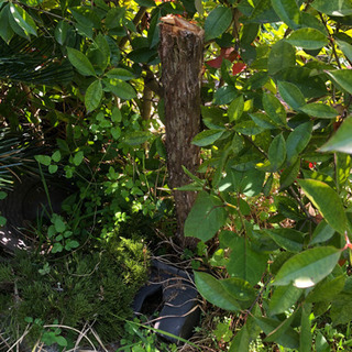 庭木　カイヅカイブキ　植物