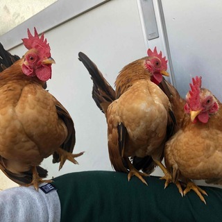 世界最小の鶏 セラマ ３羽 − 三重県