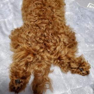 犬友募集です☆