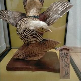 金鶏の中古が安い！激安で譲ります・無料であげます｜ジモティー