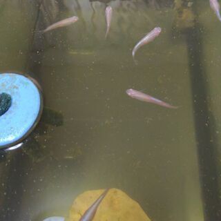 画像の最高級メダカ王妃の卵稚魚種親等2000円〜の画像