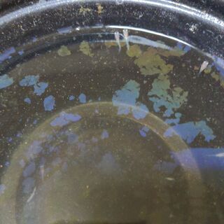 画像の最高級メダカ王妃の卵稚魚種親等2000円〜の画像