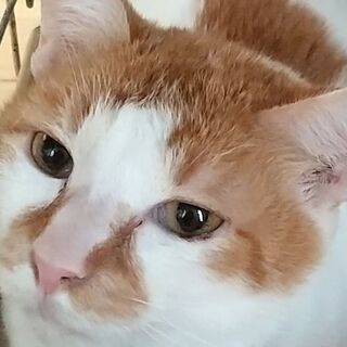 兄弟猫と一緒に愉しく過ごさせてもらっています。抱っこ大好き白茶チ...