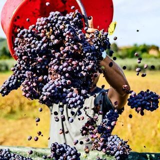 ワインやワイン用のぶどう栽培に興味ある方を探してます。 - つくば市