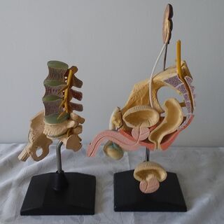 ★引き取り歓迎★骨格模型＆臓器模型セット★　