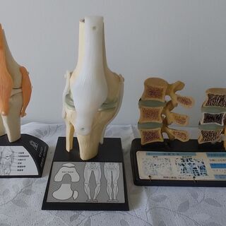 ★引き取り限定★骨格模型3点セット★