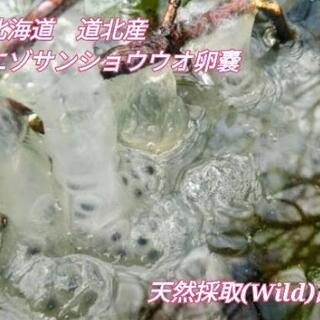 エゾサンショウウオ　たまご　天然採取品