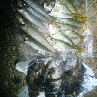 アジ釣り勉強会♪　海釣り未初級者&釣れない方限定！！！　in横浜  - メンバー募集