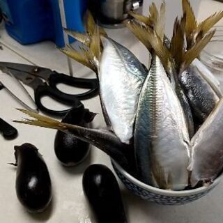 アジ釣り勉強会♪　海釣り未初級者&釣れない方限定！！！　in横浜  − 東京都