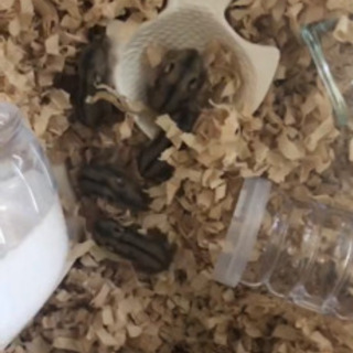 🐹ハムスター里親募集🐹　残り2匹になりました😊