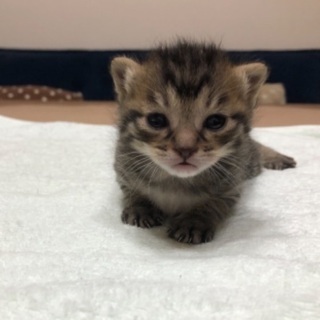 飼い猫が子猫を5匹産みました。
