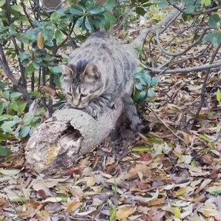 人懐っこい保護猫　貰ってください!