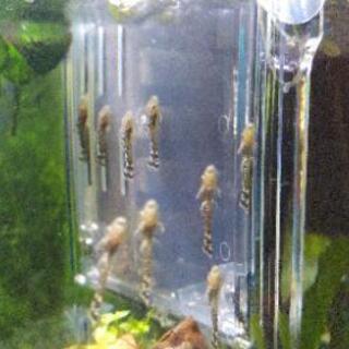 【稚魚】ミニブッシープレコ(ブルーアイゴールデンヘテロ)