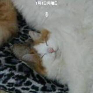 キャットタワー安く譲ってください