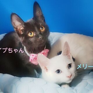 青い目の白猫☆キュートな黒ちゃん