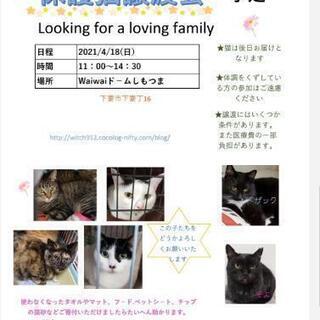 保護猫譲渡会☆waiwaiドーム下妻4/18